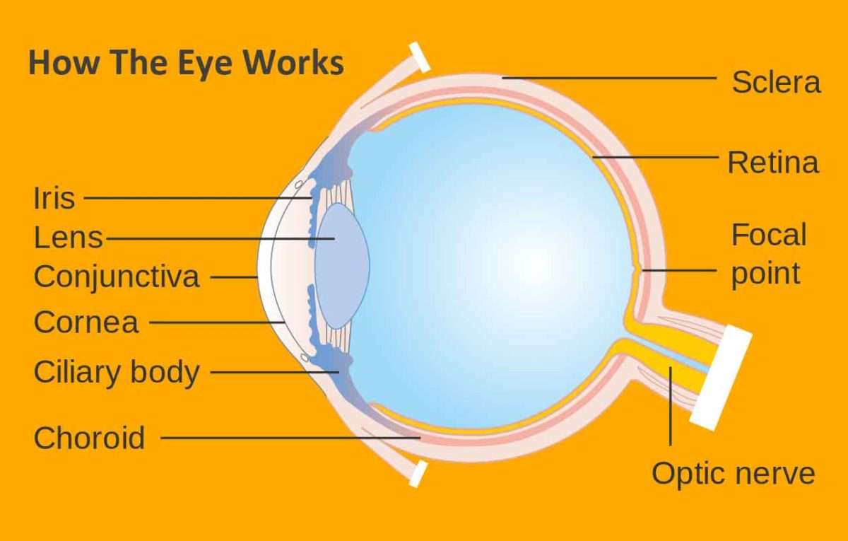 Amd Treatment In East Delhi, Eye Clinic In Delhi, Eye Surgeons In Delhi